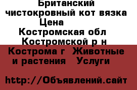 Британский чистокровный кот,вязка › Цена ­ 1 500 - Костромская обл., Костромской р-н, Кострома г. Животные и растения » Услуги   